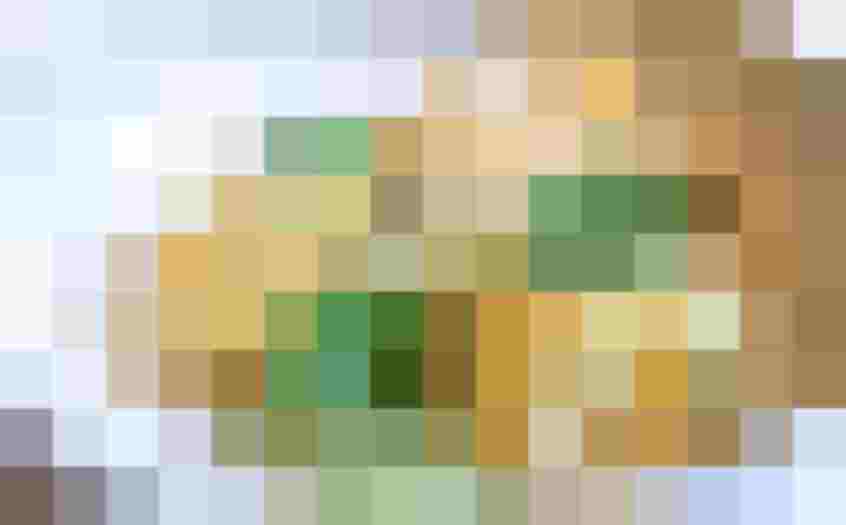 Gefüllte Pasta mit grünen Blättern und Blüten angerichtet